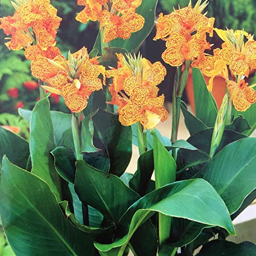 Canna Rhizome, Perfekt FüR, DüRretolerant, Trockenheitstolerant, Einzigartiges Farbspiel, Winterhart AußEnbereich, Mehrfarbig Ertragreicher, 5zwiebeln-i Canna Rhizome, Perfekt FüR, DüRretolerant, Trockenheitstolerant, Einzigartiges Farbspiel, Winterhart AußEnbereich, Mehrfarbig Ertragreicher, 5zwiebeln-i von VNGMXF