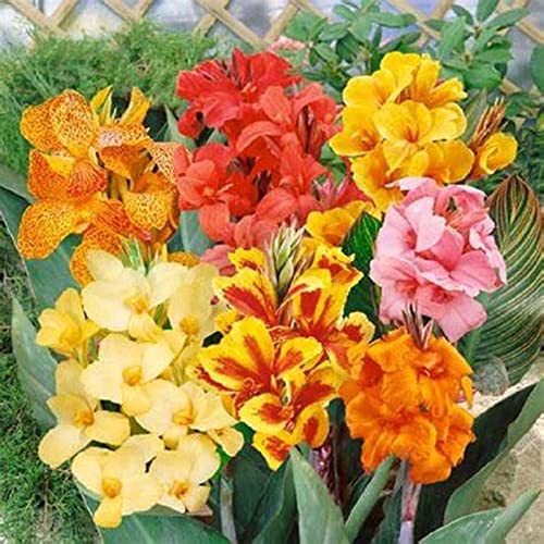 Canna Rhizome, Perfekt FüR, Trockenheitstolerant, Einzigartiges Farbspiel, Mehrfarbig Ertragreicher, DüRretolerant, Winterhart AußEnbereich, 4zwiebeln-i Canna Rhizome, Perfekt FüR, Trockenheitstolerant, Einzigartiges Farbspiel, Mehrfarbig Ertragreicher, DüRretolerant, Winterhart AußEnbereich, 4zwiebeln-i von VNGMXF
