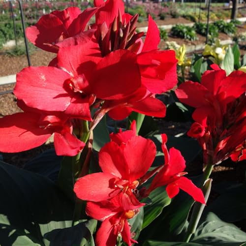 Canna Rhizome, Perfekt FüR, Winterhart AußEnbereich, Mehrfarbig Ertragreicher, DüRretolerant, Trockenheitstolerant, Einzigartiges Farbspiel,-4zwiebeln-f von VNGMXF