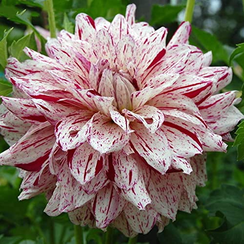 Dahlien Mix, Hoher Zierwert, RaritäT Mehrfarbige, Pflegeleicht BlüHend, Wasserbedarf Gering, Winterhart Zwiebeln, Dahlien Zwiebeln, -10 zwiebeln-H von VNGMXF