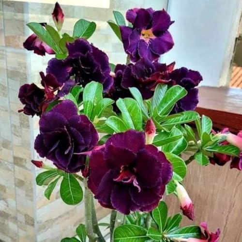 Ein Echter Blickfang, Desert Rose Rhizome, Perfekte Geschenkidee, Mehrfarbig Ertragreicher. WüStenrosen Rhizome, Zierliche Blattform, Winterhart Rhizome,-2zwiebeln-H Ein Echter Blickfang, Desert Rose Rhizome, Perfekte Geschenkidee, Mehrfarbig Ertragreicher. WüStenrosen Rhizome, Zierliche Blattform, Winterhart Rhizome,-2zwiebeln-H von VNGMXF