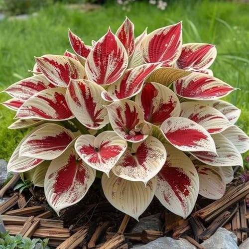 Einfach Anzubauen, Mehrfarbig Ertragreicherg. Bienenfreundlich, Winterhart AußEnbereich, Pflegeleicht, Sehr Exklusiv, 6Hosta -D von VNGMXF