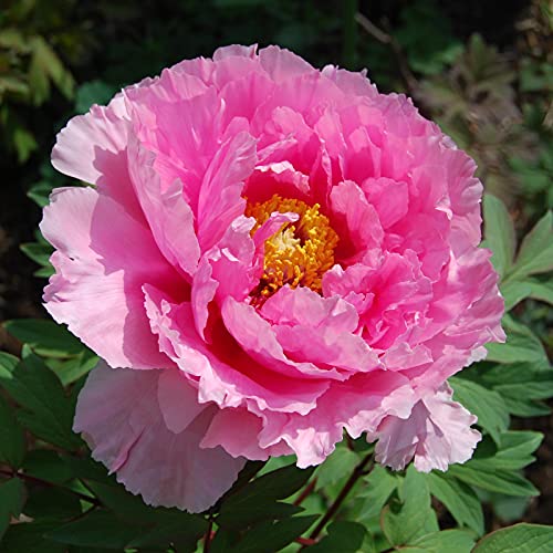 Einfach Anzubauen, Mehrjährig, Mehrfarbig Ertragreicher. Bienenfreundlich, Sehr Exklusiv, Pflegeleicht, Winterhart AußEnbereich, 4Pfingstrosen -A von VNGMXF