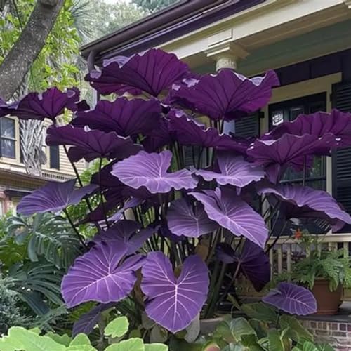 Elefantenohr Rhizome, Perfekte Geschenkidee, MehrjäHrig BlumenRhizome in Großformat, Perfekte Geschenkidee, Winterhart Rhizome, 8zwiebeln-i von VNGMXF