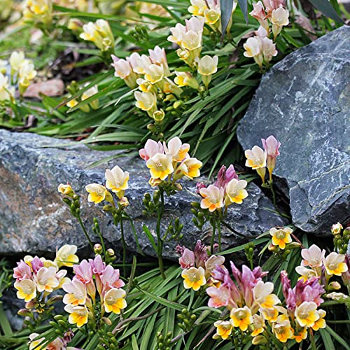 Freesien Zwiebeln, Seltene Zwiebeln, Verwandeln Sie Ihren Garten. Winterhart Pflanzen, EIN ECHTER BLICKFANG, Wassersparend Herrlich Duftend, 10zwiebeln-C von VNGMXF