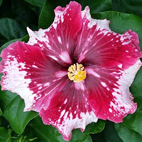 Hibiscus, Pflegeleicht, Großformat, Lange Blütezeit, Einfach Anzubauen. Winterhart, Perfekte Geschenkidee, 4zwiebeln-d Hibiscus, Pflegeleicht, Großformat, Lange Blütezeit, Einfach Anzubauen. Winterhart, Perfekte Geschenkidee, 4zwiebeln-d von VNGMXF