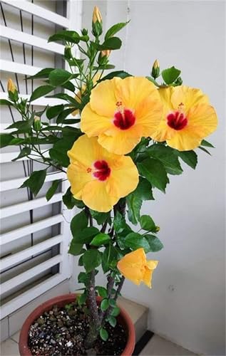 Hibiscus, Pflegeleicht, Lange Blütezeit, Großformat, Winterhart, Perfekte Geschenkidee, Einfach Anzubauen. -2zwiebeln-j Hibiscus, Pflegeleicht, Lange Blütezeit, Großformat, Winterhart, Perfekte Geschenkidee, Einfach Anzubauen. -2zwiebeln-j von VNGMXF