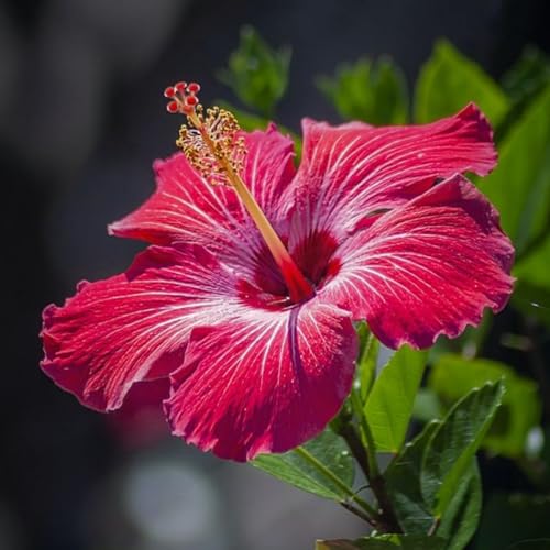 Hibiscus Zwiebeln, Perfekte Geschenkidee Zwiebeln, Einfach Anzubauen. Winterhart Blumenzwiebel in Großformat, Hibiscus Pflanzen-3zwiebeln-f von VNGMXF