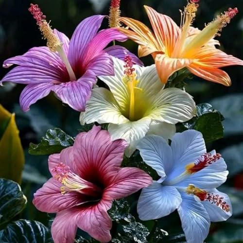 Hibiscus Zwiebeln, Perfekte Geschenkidee Zwiebeln, Einfach Anzubauen. Winterhart Blumenzwiebel in Großformat, Hibiscus Pflanzen-5zwiebeln-a von VNGMXF