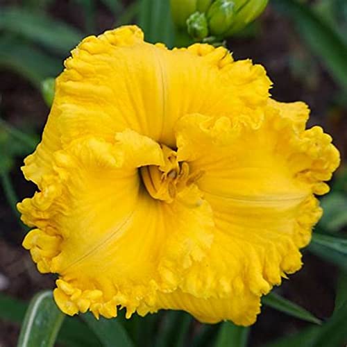 Hochzeitsblumen, Einzigartiges Farbspiel, Leicht Zu Pflegen. Winterhart GroßE Rhizome, Taglilien Rhizome, Einfach Anzubauen, Pflegeleicht, Bienenfreundlich, 3zwiebeln-g Hochzeitsblumen, Einzigartiges Farbspiel, Leicht Zu Pflegen. Winterhart GroßE Rhizome, Taglilien Rhizome, Einfach Anzubauen, Pflegeleicht, Bienenfreundlich, 3zwiebeln-g von VNGMXF