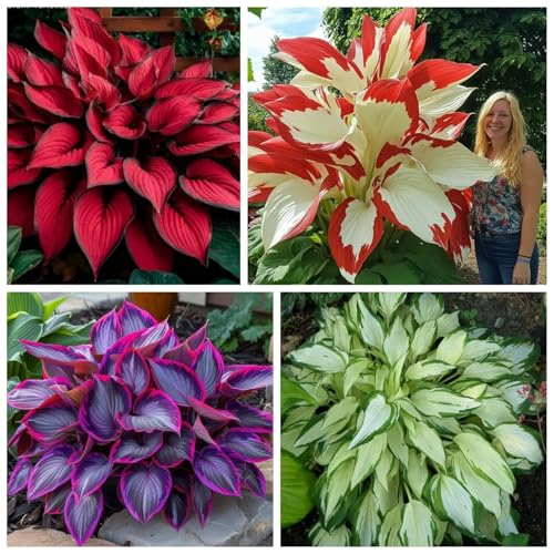 Hosta Zwiebeln, Schnell Wachsen, Einfach Anzubauen. Perfekte Geschenkidee, Hosta Pflanze, Winterhart Zwiebeln, Winterhart Blumenzwiebel, 10zwiebeln-F von VNGMXF