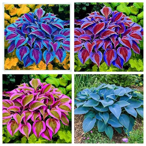 Hosta Zwiebeln, Schnell Wachsen, Einfach Anzubauen. Perfekte Geschenkidee, Hosta Pflanze, Winterhart Zwiebeln, Winterhart Blumenzwiebel, 15zwiebeln-E von VNGMXF
