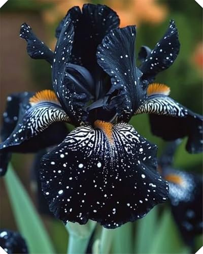 Iris Zwiebeln, Einfach Anzubauen, Perfekte Geschenkidee Pflanzen, SchöNe GroßE Blume, PräChtig BlüHende BlüTen, Mix Blumenzwiebel, Winterhart SchöN Zwiebeln,-4zwiebeln-E von VNGMXF