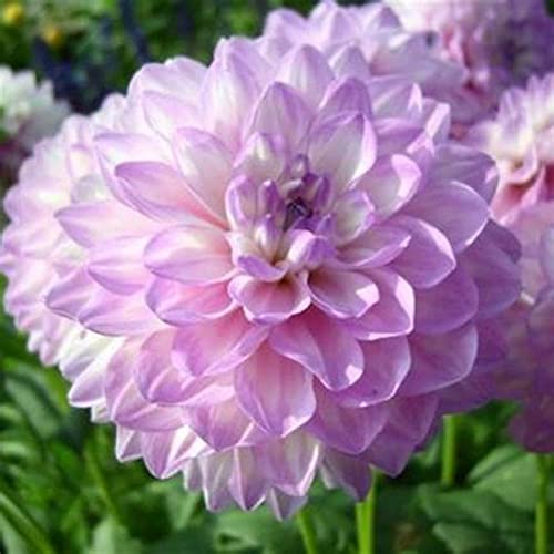 Lange Blütezeit, Mehrfarbig Ertragreicherg. Bienenfreundlich, Pflegeleicht, Einfach Anzubauen, Winterhart AußEnbereich,-2Dahlien -F Lange Blütezeit, Mehrfarbig Ertragreicherg. Bienenfreundlich, Pflegeleicht, Einfach Anzubauen, Winterhart AußEnbereich,-2Dahlien -F von VNGMXF