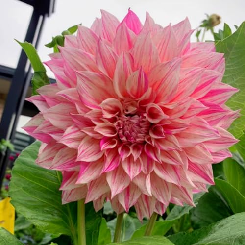 Lange Blütezeit, Winterhart AußEnbereich, Einfach Anzubauen, Pflegeleicht, Mehrfarbig Ertragreicher. Mehrfarbig Ertragreicherg. -2 Dahlien -A Lange Blütezeit, Winterhart AußEnbereich, Einfach Anzubauen, Pflegeleicht, Mehrfarbig Ertragreicher. Mehrfarbig Ertragreicherg. -2 Dahlien -A von VNGMXF