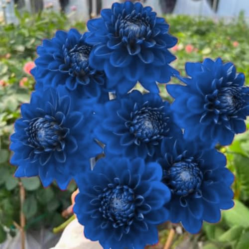 Lange Blütezeit, Winterhart AußEnbereich, Einfach Anzubauen, Pflegeleicht, Mehrfarbig Ertragreicher. Mehrfarbig Ertragreicherg. -6 Dahlien -D Lange Blütezeit, Winterhart AußEnbereich, Einfach Anzubauen, Pflegeleicht, Mehrfarbig Ertragreicher. Mehrfarbig Ertragreicherg. -6 Dahlien -D von VNGMXF