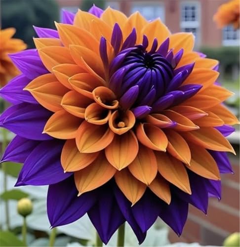 Lange Blütezeit, Winterhart AußEnbereich, Mehrfarbig Ertragreicher. Einfach Anzubauen, Pflegeleicht, Mehrfarbig Ertragreicherg. -4 Dahlien -I Lange Blütezeit, Winterhart AußEnbereich, Mehrfarbig Ertragreicher. Einfach Anzubauen, Pflegeleicht, Mehrfarbig Ertragreicherg. -4 Dahlien -I von VNGMXF