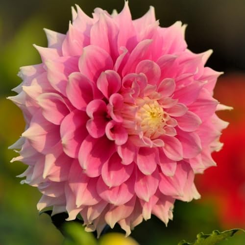 Lange Blütezeit, Winterhart AußEnbereich, Mehrfarbig Ertragreicher. Einfach Anzubauen, Pflegeleicht, Mehrfarbig Ertragreicherg. -6 Dahlien -F Lange Blütezeit, Winterhart AußEnbereich, Mehrfarbig Ertragreicher. Einfach Anzubauen, Pflegeleicht, Mehrfarbig Ertragreicherg. -6 Dahlien -F von VNGMXF