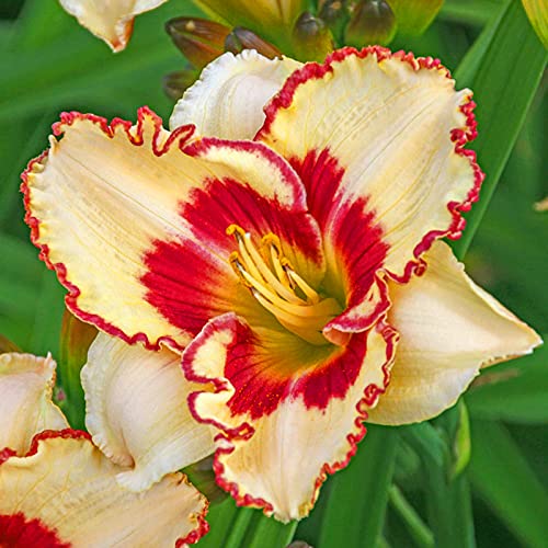 Leicht Zu Pflegen. Winterhart GroßE Rhizome, Taglilien Rhizome, Einfach Anzubauen, Pflegeleicht, Bienenfreundlich, Hochzeitsblumen, Einzigartiges Farbspiel, 15zwiebeln-g Leicht Zu Pflegen. Winterhart GroßE Rhizome, Taglilien Rhizome, Einfach Anzubauen, Pflegeleicht, Bienenfreundlich, Hochzeitsblumen, Einzigartiges Farbspiel, 15zwiebeln-g von VNGMXF