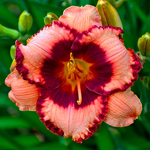 Leicht Zu Pflegen. Winterhart GroßE Rhizome, Taglilien Rhizome, Einfach Anzubauen, Pflegeleicht, Bienenfreundlich, Hochzeitsblumen, Einzigartiges Farbspiel, 8zwiebeln-j Leicht Zu Pflegen. Winterhart GroßE Rhizome, Taglilien Rhizome, Einfach Anzubauen, Pflegeleicht, Bienenfreundlich, Hochzeitsblumen, Einzigartiges Farbspiel, 8zwiebeln-j von VNGMXF