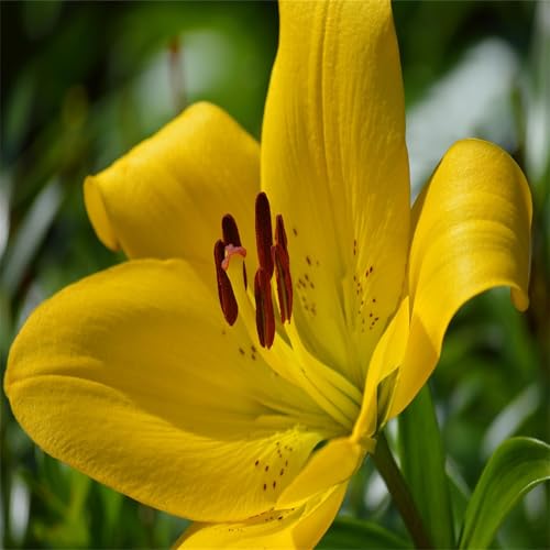 Lilien Zwiebeln, Mehrfarbig Ertragreicher, RaritäT Mehrfarbige, EIN ECHTER BLICKFANG, Pflegeleicht BlüHend, Wasserbedarf Gering, Winterhart Zwiebeln, -6 zwiebeln-G von VNGMXF