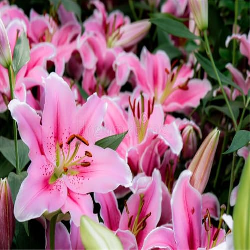 Lilien Zwiebeln, Mehrfarbig Ertragreicher, Wasserbedarf Gering, Winterhart Zwiebeln, RaritäT Mehrfarbige, EIN ECHTER BLICKFANG, Pflegeleicht BlüHend,-4 zwiebeln-I von VNGMXF