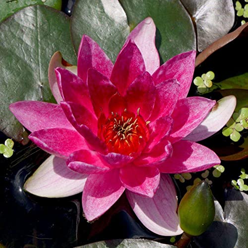 Lotus, RaritäT Mehrfarbige, Dauerblüher, Magic of Nature, Winterhart Rhizome, SeerosenRhizome, Sehr Exklusiv, Mehrfarbig Ertragreicherg.-40pcs-b Lotus, RaritäT Mehrfarbige, Dauerblüher, Magic of Nature, Winterhart Rhizome, SeerosenRhizome, Sehr Exklusiv, Mehrfarbig Ertragreicherg.-40pcs-b von VNGMXF