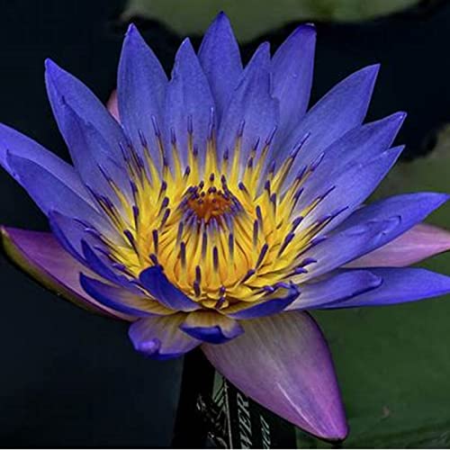 Lotus, RaritäT Mehrfarbige, Dauerblüher, Magic of Nature, Winterhart Rhizome, SeerosenRhizome, Sehr Exklusiv, Mehrfarbig Ertragreicherg. -60pcs-a Lotus, RaritäT Mehrfarbige, Dauerblüher, Magic of Nature, Winterhart Rhizome, SeerosenRhizome, Sehr Exklusiv, Mehrfarbig Ertragreicherg. -60pcs-a von VNGMXF