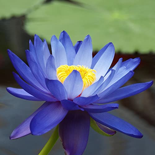 Lotus, RaritäT Mehrfarbige, Dauerblüher, Magic of Nature, Winterhart Rhizome, SeerosenRhizome, Sehr Exklusiv, Mehrfarbig Ertragreicherg.-60pcs-e Lotus, RaritäT Mehrfarbige, Dauerblüher, Magic of Nature, Winterhart Rhizome, SeerosenRhizome, Sehr Exklusiv, Mehrfarbig Ertragreicherg.-60pcs-e von VNGMXF