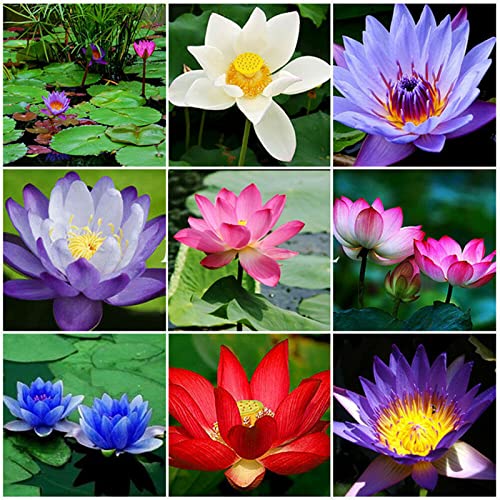 Lotus, RaritäT Mehrfarbige, Dauerblüher, SeerosenRhizome, Sehr Exklusiv, Mehrfarbig Ertragreicherg. Magic of Nature, Winterhart Rhizome,-80pcs-g Lotus, RaritäT Mehrfarbige, Dauerblüher, SeerosenRhizome, Sehr Exklusiv, Mehrfarbig Ertragreicherg. Magic of Nature, Winterhart Rhizome,-80pcs-g von VNGMXF