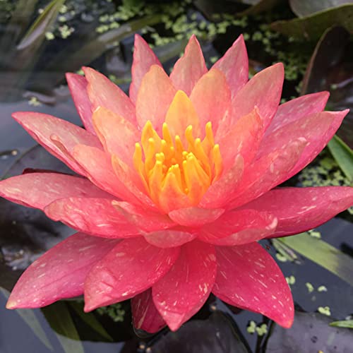 Magic of Nature, RaritäT Mehrfarbige, SeerosenRhizome, Sehr Exklusiv, Dauerblüher, Mehrfarbig Ertragreicherg. Winterhart Rhizome, Lotus, 100pcs-a Magic of Nature, RaritäT Mehrfarbige, SeerosenRhizome, Sehr Exklusiv, Dauerblüher, Mehrfarbig Ertragreicherg. Winterhart Rhizome, Lotus, 100pcs-a von VNGMXF