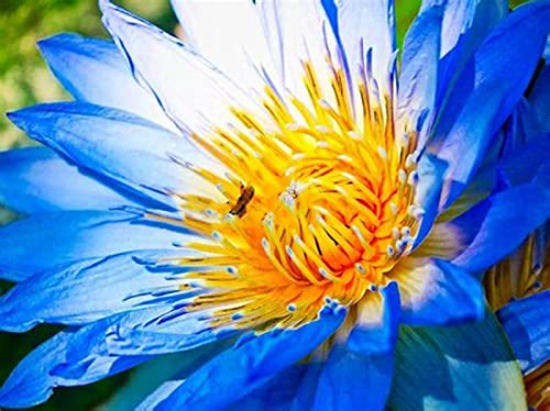 Magic of Nature, Winterhart Rhizome, Lotus, RaritäT Mehrfarbige, Dauerblüher, SeerosenRhizome, Sehr Exklusiv, Mehrfarbig Ertragreicherg.-100pcs-j Magic of Nature, Winterhart Rhizome, Lotus, RaritäT Mehrfarbige, Dauerblüher, SeerosenRhizome, Sehr Exklusiv, Mehrfarbig Ertragreicherg.-100pcs-j von VNGMXF