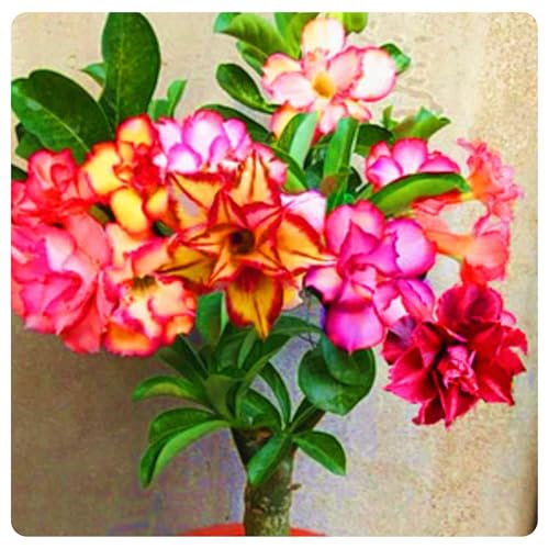 Mehrfarbig Ertragreicher. WüStenrosen Rhizome, Zierliche Blattform, Perfekte Geschenkidee, Winterhart Rhizome, Ein Echter Blickfang, Desert Rose Rhizome,-1zwiebeln-E Mehrfarbig Ertragreicher. WüStenrosen Rhizome, Zierliche Blattform, Perfekte Geschenkidee, Winterhart Rhizome, Ein Echter Blickfang, Desert Rose Rhizome,-1zwiebeln-E von VNGMXF