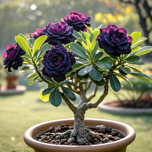 Mehrfarbig Ertragreicher. WüStenrosen Rhizome, Zierliche Blattform, Perfekte Geschenkidee, Winterhart Rhizome, Ein Echter Blickfang, Desert Rose Rhizome,-2zwiebeln-F von VNGMXF