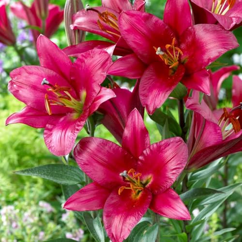 Mehrfarbig Ertragreicherg. Einfach Anzubauen, Pflegeleicht, Winterhart AußEnbereich, Leicht Zu Pflegen. Bienenfreundlich, -2 Lilien -J Mehrfarbig Ertragreicherg. Einfach Anzubauen, Pflegeleicht, Winterhart AußEnbereich, Leicht Zu Pflegen. Bienenfreundlich, -2 Lilien -J von VNGMXF