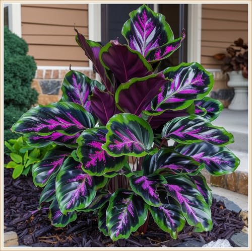 Mehrfarbig Ertragreicherg. Garten, Sehr Exklusiv, Einfach Anzubauen, Bienenfreundlich, Winterhart AußEnbereich, Balkon, Pflegeleicht,-15Hosta -A von VNGMXF