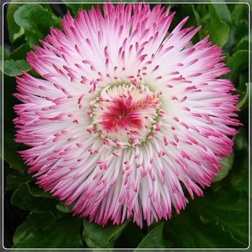 Mehrfarbig Ertragreicherg. Lange Blütezeit, Winterhart AußEnbereich, Mehrfarbig Ertragreicher. Einfach Anzubauen, Pflegeleicht,-4 Dahlien -G Mehrfarbig Ertragreicherg. Lange Blütezeit, Winterhart AußEnbereich, Mehrfarbig Ertragreicher. Einfach Anzubauen, Pflegeleicht,-4 Dahlien -G von VNGMXF