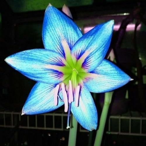 Mehrfarbig Ertragreicherg. Pflegeleicht, Bienenfreundlich, Einfach Anzubauen, Winterhart AußEnbereich, Leicht Zu Pflegen.-4 Lilien -F Mehrfarbig Ertragreicherg. Pflegeleicht, Bienenfreundlich, Einfach Anzubauen, Winterhart AußEnbereich, Leicht Zu Pflegen.-4 Lilien -F von VNGMXF