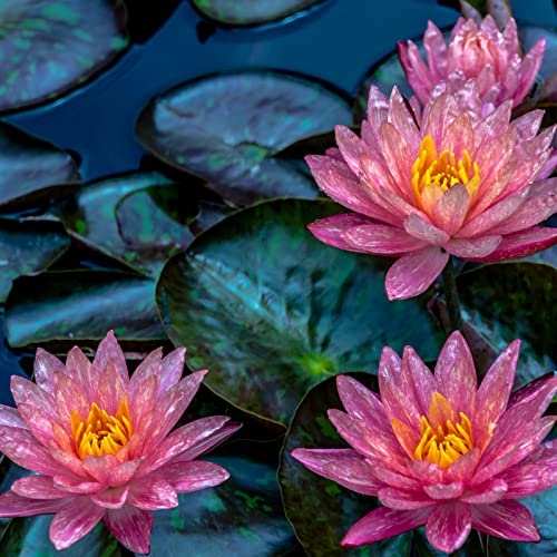 Mehrfarbig Ertragreicherg. Pflegeleicht, Lotus Samen, RaritäT Mehrfarbige, Magic of Nature, Winterhart Pflanzen, Seerosenpflanze, Dauerblüher, 100pcs-d von VNGMXF