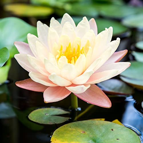 Mehrfarbig Ertragreicherg. Pflegeleicht, Lotus Samen, RaritäT Mehrfarbige, Magic of Nature, Winterhart Pflanzen, Seerosenpflanze, Dauerblüher, 30pcs-h von VNGMXF