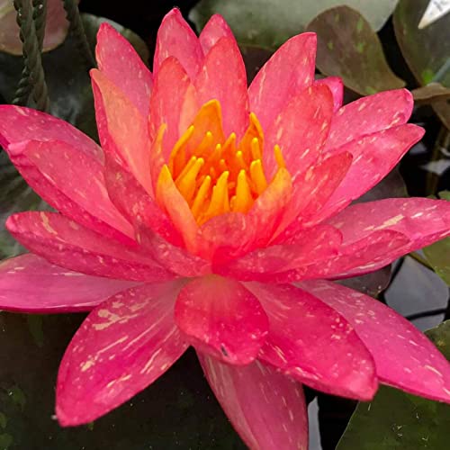 Mehrfarbig Ertragreicherg. Pflegeleicht, Lotus Samen, RaritäT Mehrfarbige, Magic of Nature, Winterhart Pflanzen, Seerosenpflanze, Dauerblüher, 80pcs-b von VNGMXF
