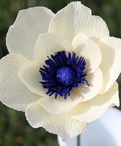 Mehrfarbig Ertragreicherg. Winterhart AußEnbereich, Magic of Nature, Bienenfreundlich, Pflegeleicht, Trockenheitstolerant, 25Anemonen -b Mehrfarbig Ertragreicherg. Winterhart AußEnbereich, Magic of Nature, Bienenfreundlich, Pflegeleicht, Trockenheitstolerant, 25Anemonen -b von VNGMXF