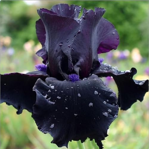 Mehrfarbig Ertragreicherg. Winterhart AußEnbereich, Sehr Exklusiv, Pflegeleicht, SchöNe Groß, Einfach Anzubauen,-15zwiebeln-F Mehrfarbig Ertragreicherg. Winterhart AußEnbereich, Sehr Exklusiv, Pflegeleicht, SchöNe Groß, Einfach Anzubauen,-15zwiebeln-F von VNGMXF