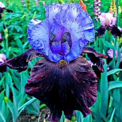 Mehrfarbig Ertragreicherg. Winterhart AußEnbereich, Sehr Exklusiv, Pflegeleicht, SchöNe Groß, Einfach Anzubauen,-6zwiebeln-I Mehrfarbig Ertragreicherg. Winterhart AußEnbereich, Sehr Exklusiv, Pflegeleicht, SchöNe Groß, Einfach Anzubauen,-6zwiebeln-I von VNGMXF