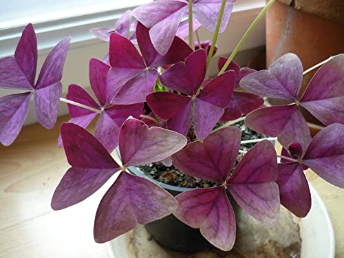 Oxalis-Zwiebeln, EIN ECHTER BLICKFANG, DüRretolerant, Home Office Hochzeitsdekor & Geburtstag, MehrjäHrig Pflanzen, Winterhart Zwiebeln, Hauspflanzen Blumen-8zwiebeln-F von VNGMXF