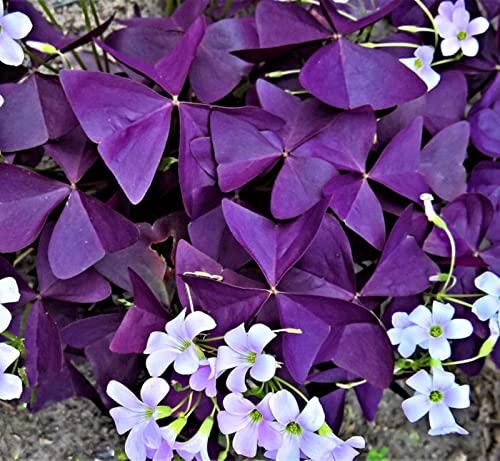 Oxalis-Zwiebeln, EIN ECHTER BLICKFANG, DüRretolerant, Home Office Hochzeitsdekor & Geburtstag, MehrjäHrig Pflanzen, Winterhart Zwiebeln, Hauspflanzen Blumen-8zwiebeln-I von VNGMXF
