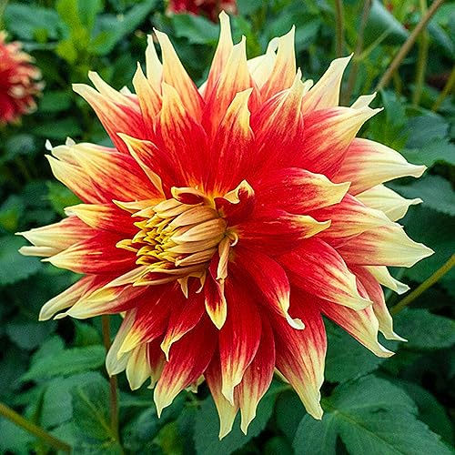 Pflegeleicht, Lange Blütezeit, Winterhart AußEnbereich, Mehrfarbig Ertragreicherg. Mehrfarbig Ertragreicher. Einfach Anzubauen, -6 Dahlien -B Pflegeleicht, Lange Blütezeit, Winterhart AußEnbereich, Mehrfarbig Ertragreicherg. Mehrfarbig Ertragreicher. Einfach Anzubauen, -6 Dahlien -B von VNGMXF