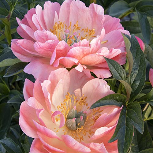 Pflegeleicht, Winterhart AußEnbereich, Einfach Anzubauen, Mehrjährig, Sehr Exklusiv, Mehrfarbig Ertragreicher. Bienenfreundlich, 3Pfingstrosen -J Pflegeleicht, Winterhart AußEnbereich, Einfach Anzubauen, Mehrjährig, Sehr Exklusiv, Mehrfarbig Ertragreicher. Bienenfreundlich, 3Pfingstrosen -J von VNGMXF