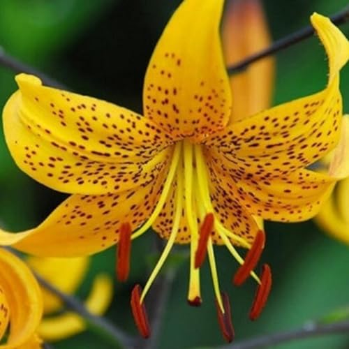 Pflegeleicht, Winterhart AußEnbereich, Leicht Zu Pflegen. Bienenfreundlich, Mehrfarbig Ertragreicherg. Einfach Anzubauen, -8 Lilien -A von VNGMXF