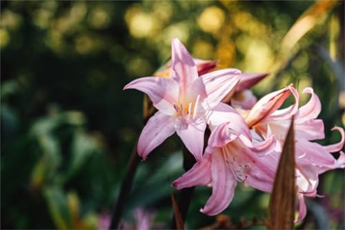 Pflegeleicht, Winterhart AußEnbereich, Leicht Zu Pflegen. Bienenfreundlich, Mehrfarbig Ertragreicherg. Einfach Anzubauen, -8 Lilien -G Pflegeleicht, Winterhart AußEnbereich, Leicht Zu Pflegen. Bienenfreundlich, Mehrfarbig Ertragreicherg. Einfach Anzubauen, -8 Lilien -G von VNGMXF